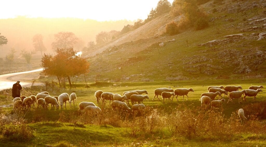 Shepherd herding sheep at sunrise across the pasture