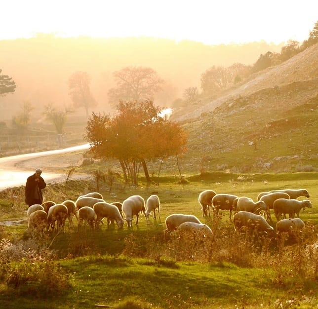 Shepherd herding sheep at sunrise across the pasture